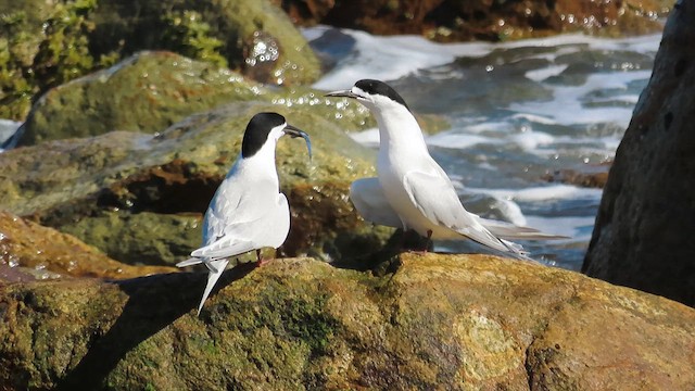 White-fronted Tern - ML621555356