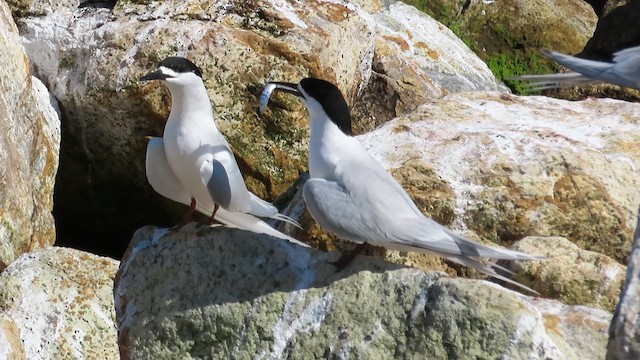 White-fronted Tern - ML621555368