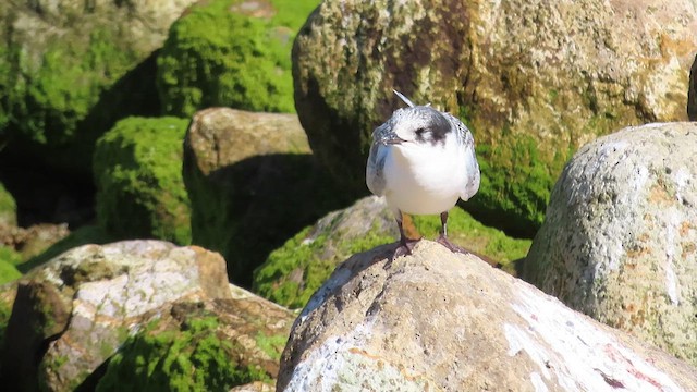 White-fronted Tern - ML621555369