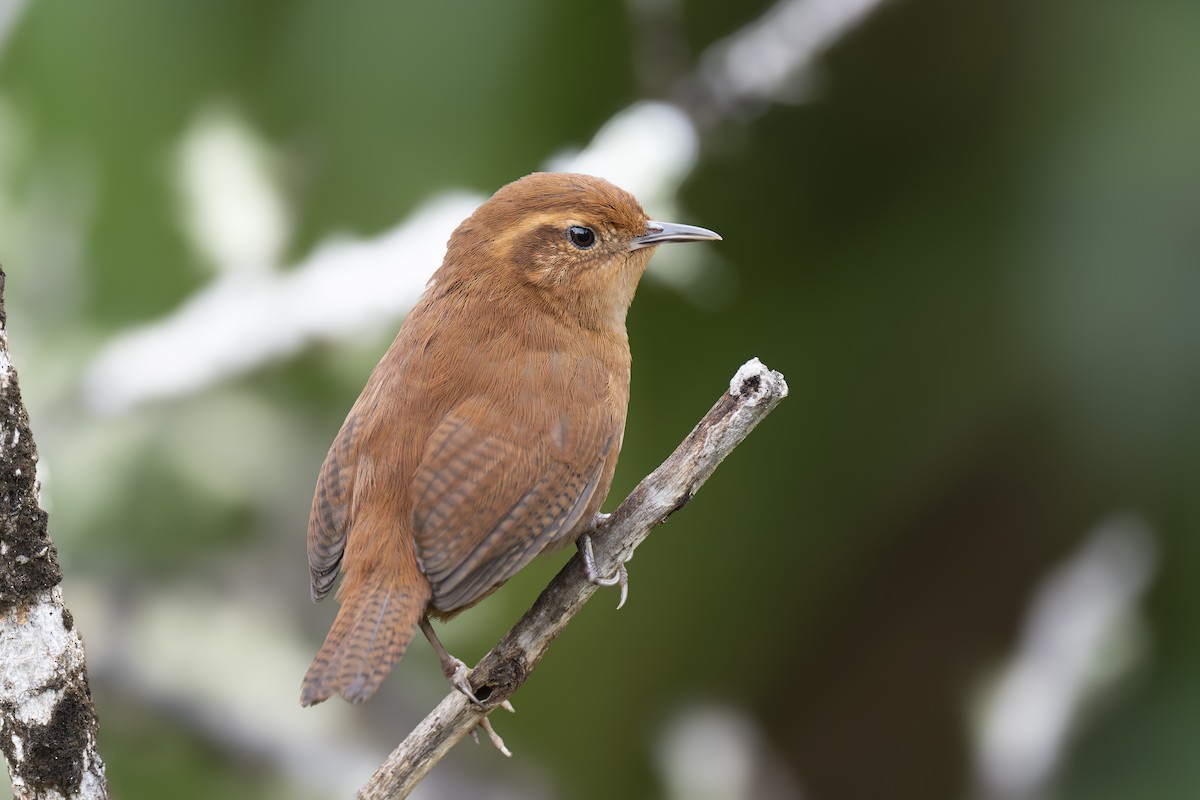 Tepui Wren - ML621555372