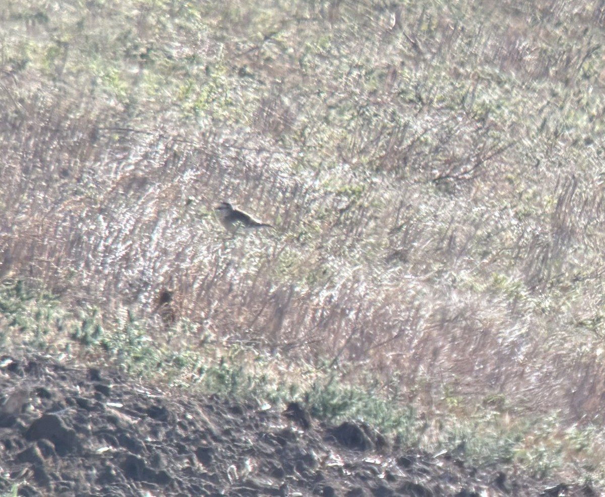 Mountain Plover - ML621555377