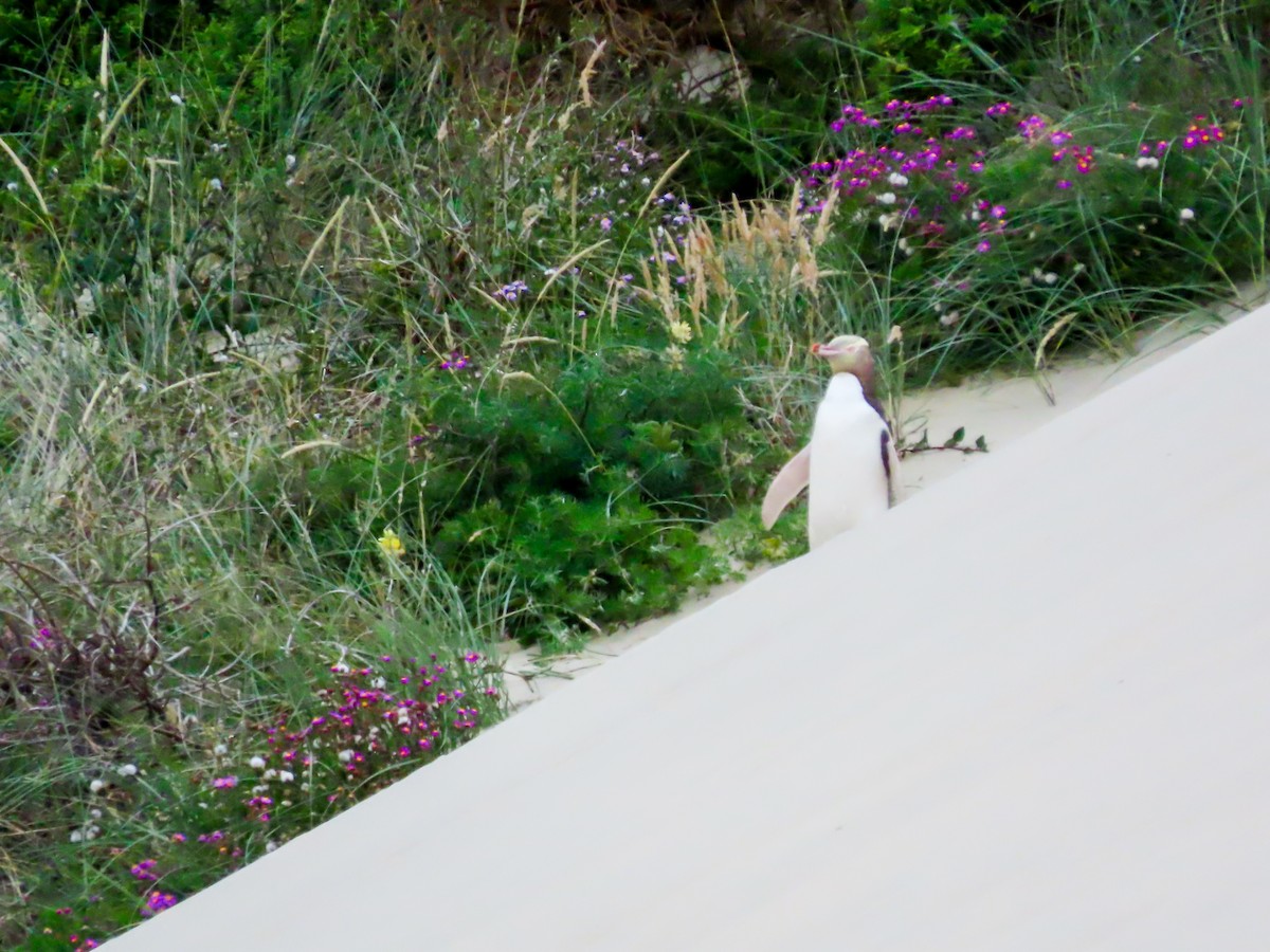 Yellow-eyed Penguin - ML621555491