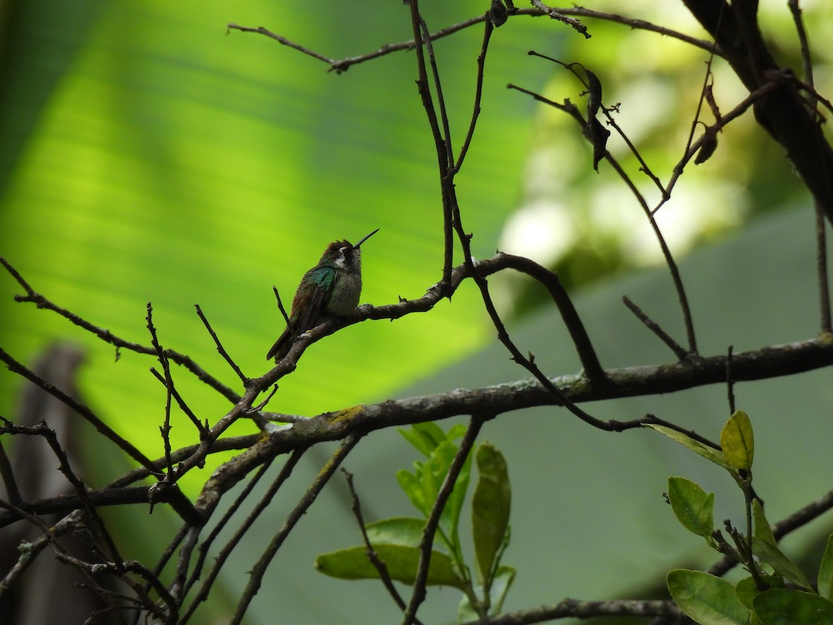 White-eared Hummingbird - ML621555513