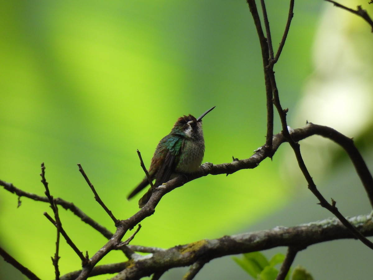 White-eared Hummingbird - ML621555514