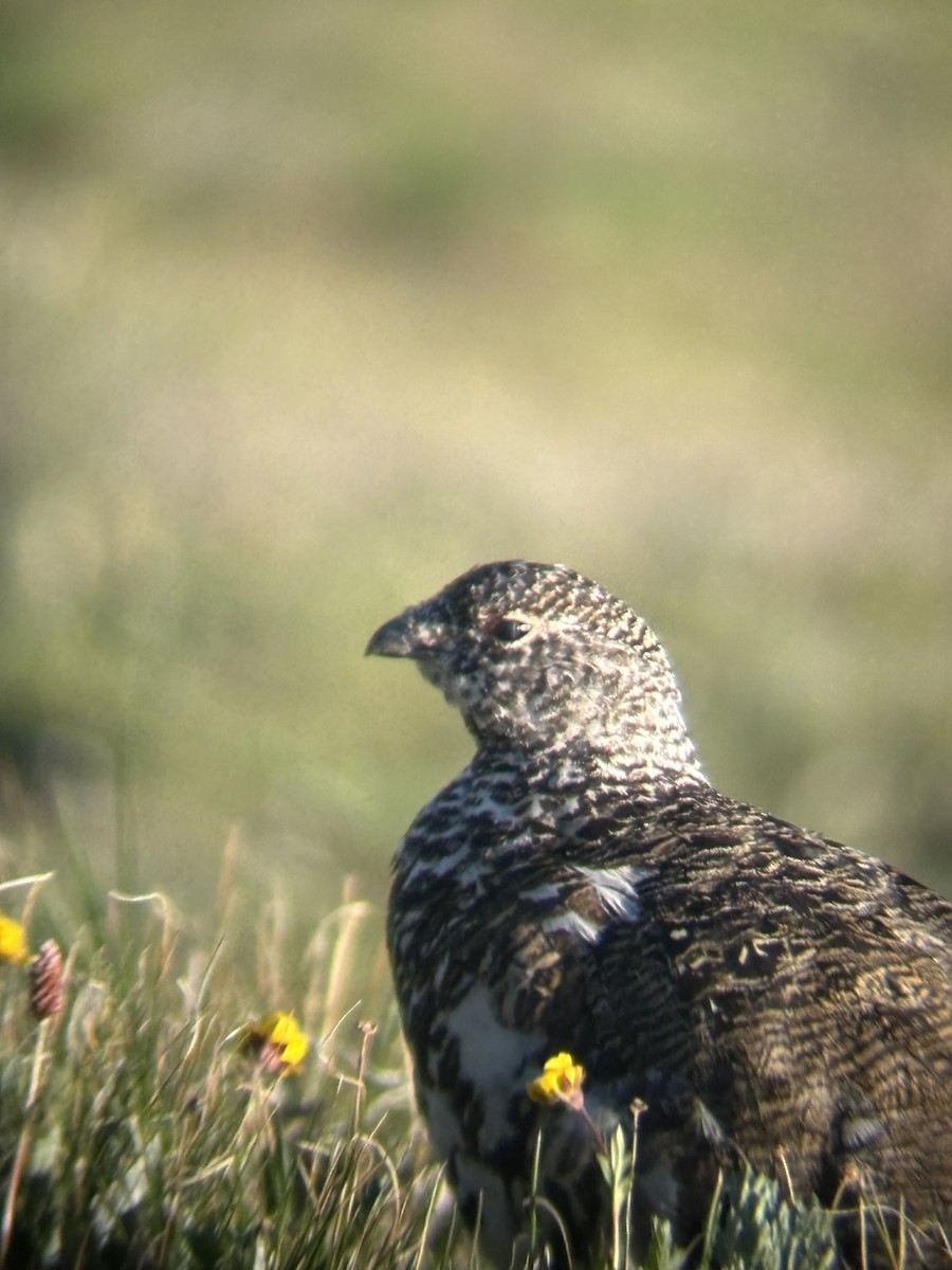 White-tailed Ptarmigan - ML621555535