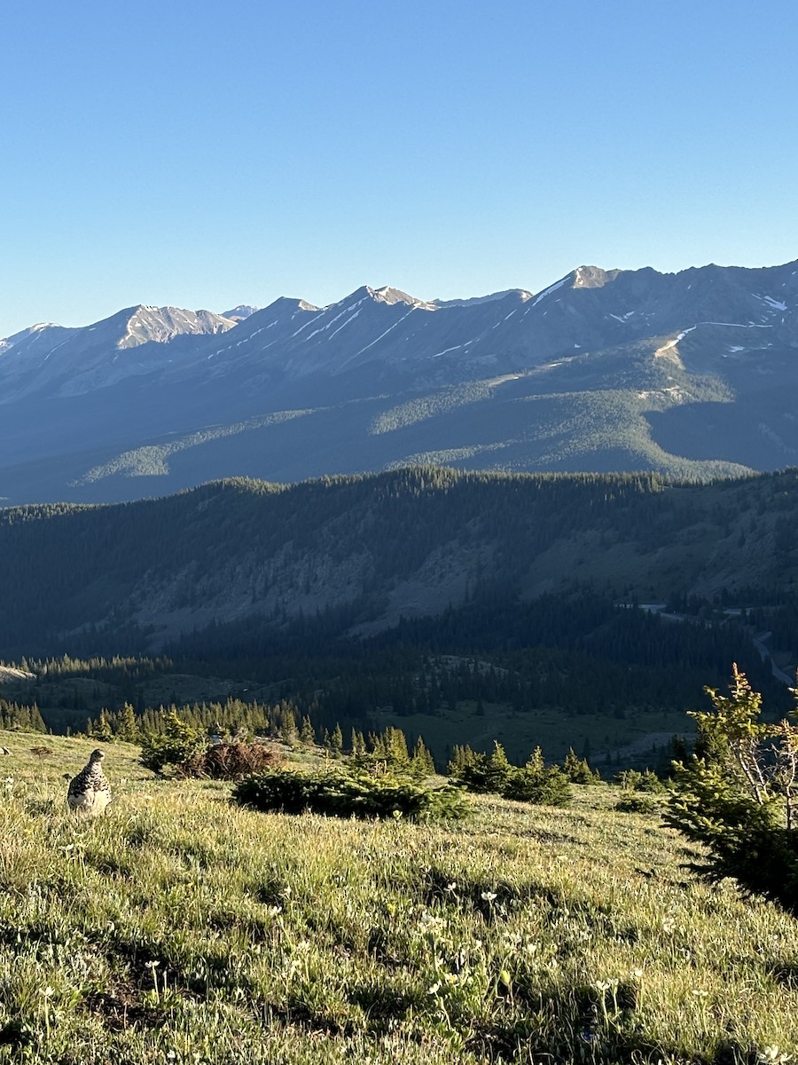 White-tailed Ptarmigan - ML621555536