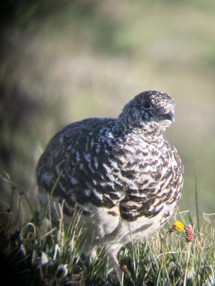 White-tailed Ptarmigan - ML621555537
