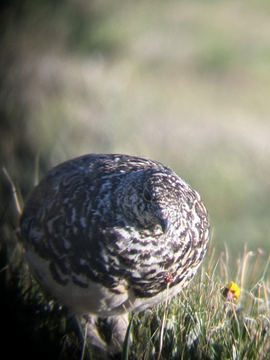 White-tailed Ptarmigan - ML621555538