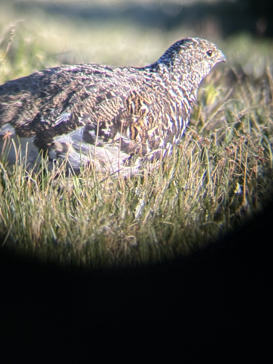 White-tailed Ptarmigan - ML621555539
