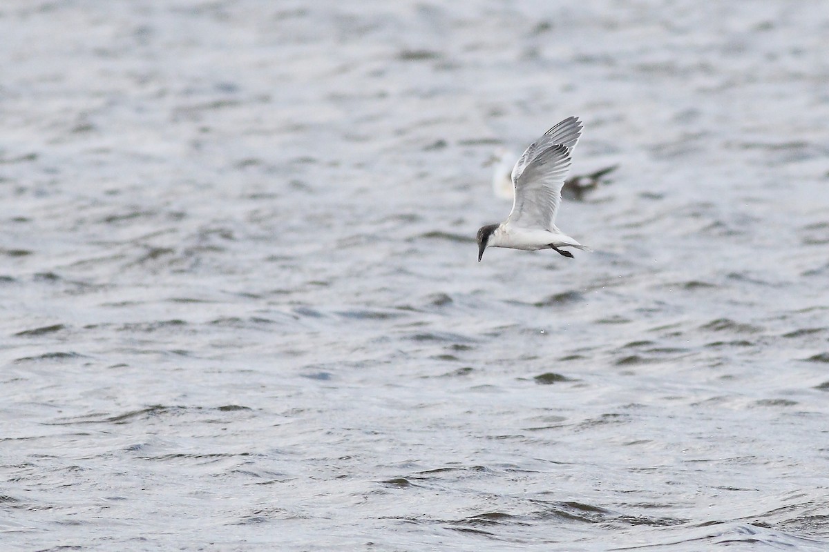 Roseate Tern - Steven Lavington