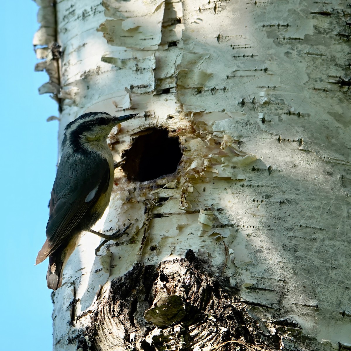 Red-breasted Nuthatch - ML621555628