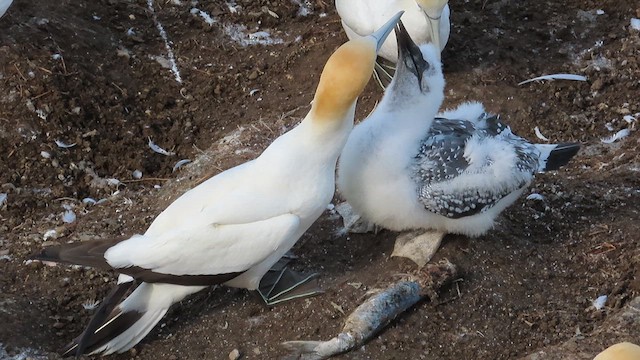 Australasian Gannet - ML621555675