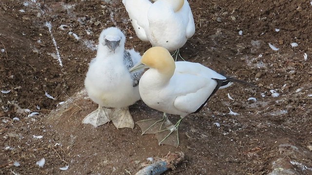 Australasian Gannet - ML621555681