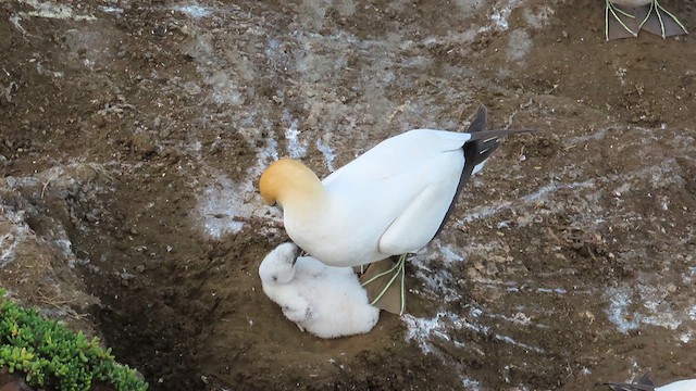 Australasian Gannet - ML621555682