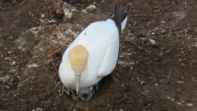 Australasian Gannet - ML621555683