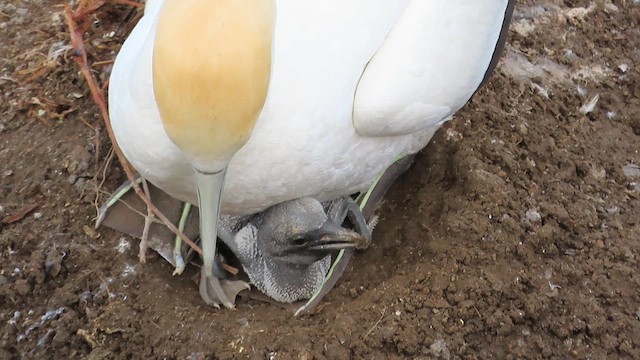 Australasian Gannet - ML621555684