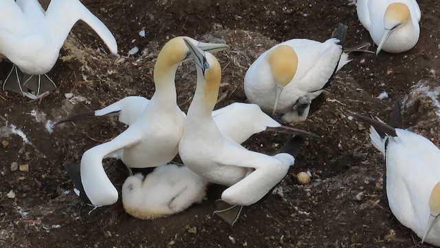 Australasian Gannet - ML621555686