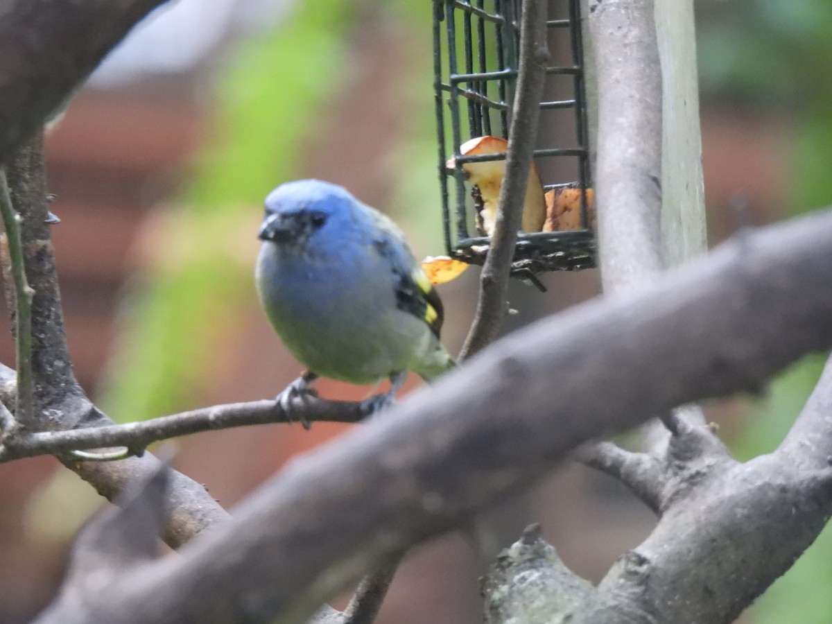 Yellow-winged Tanager - ML621555750