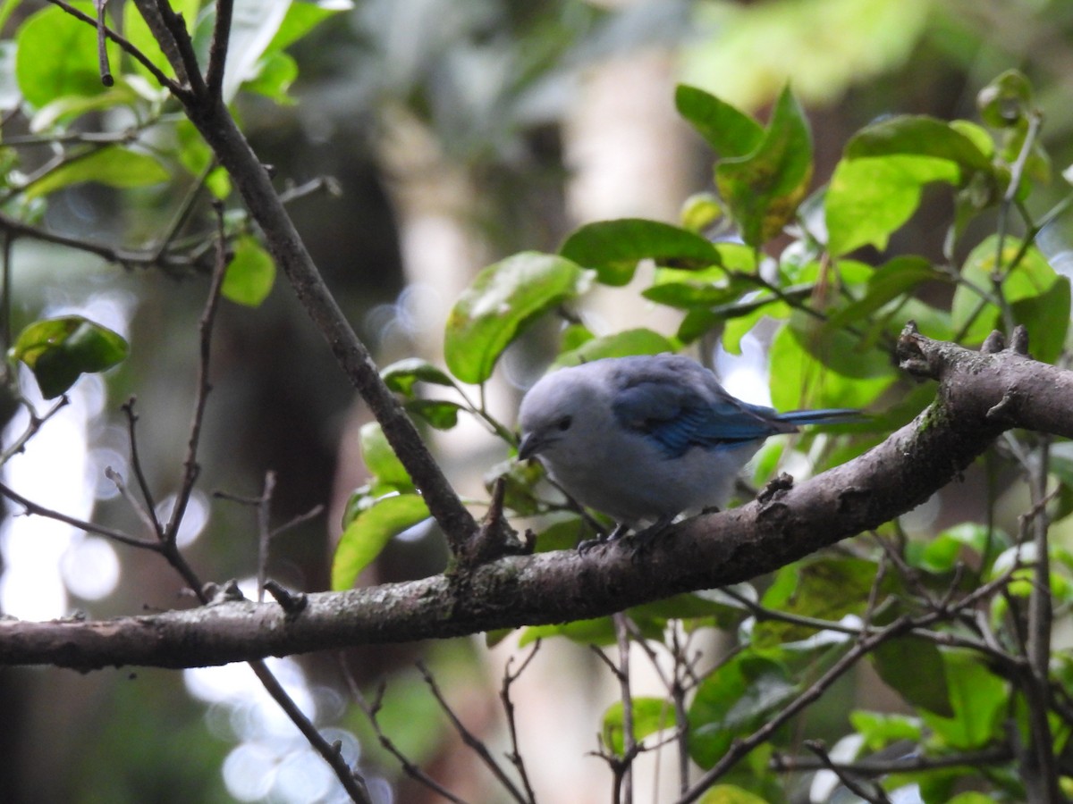 Blue-gray Tanager - ML621555767