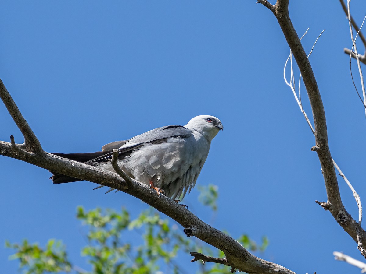 Mississippi Kite - ML621555778