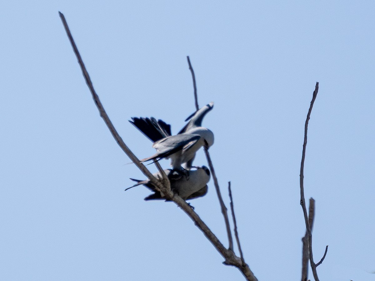 Mississippi Kite - ML621555779