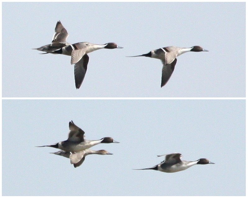 Northern Pintail - ML62155581