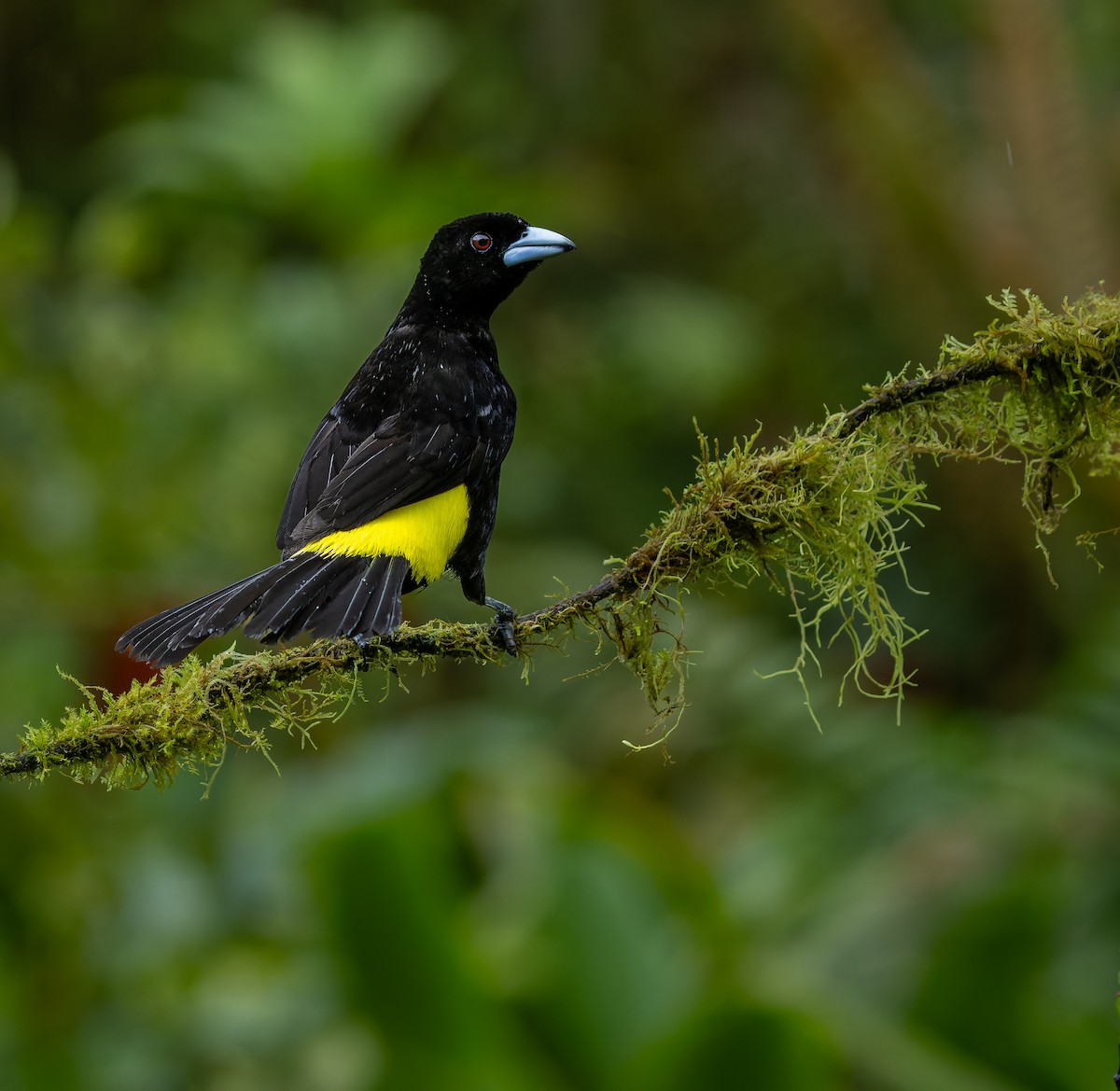 Flame-rumped Tanager - ML621555838