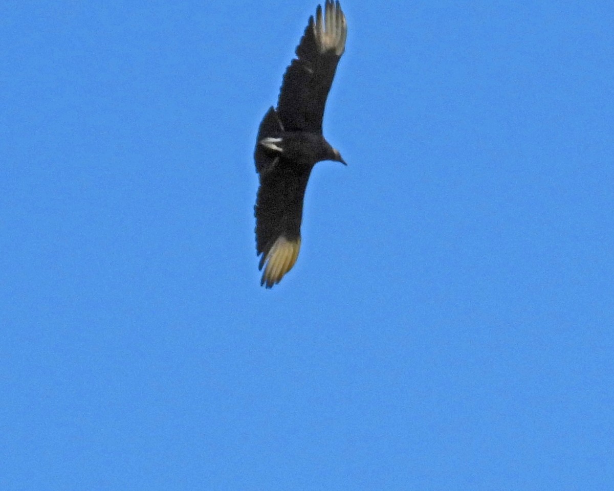 Black Vulture - ML621555914