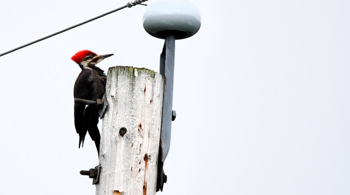 Pileated Woodpecker - ML621555925