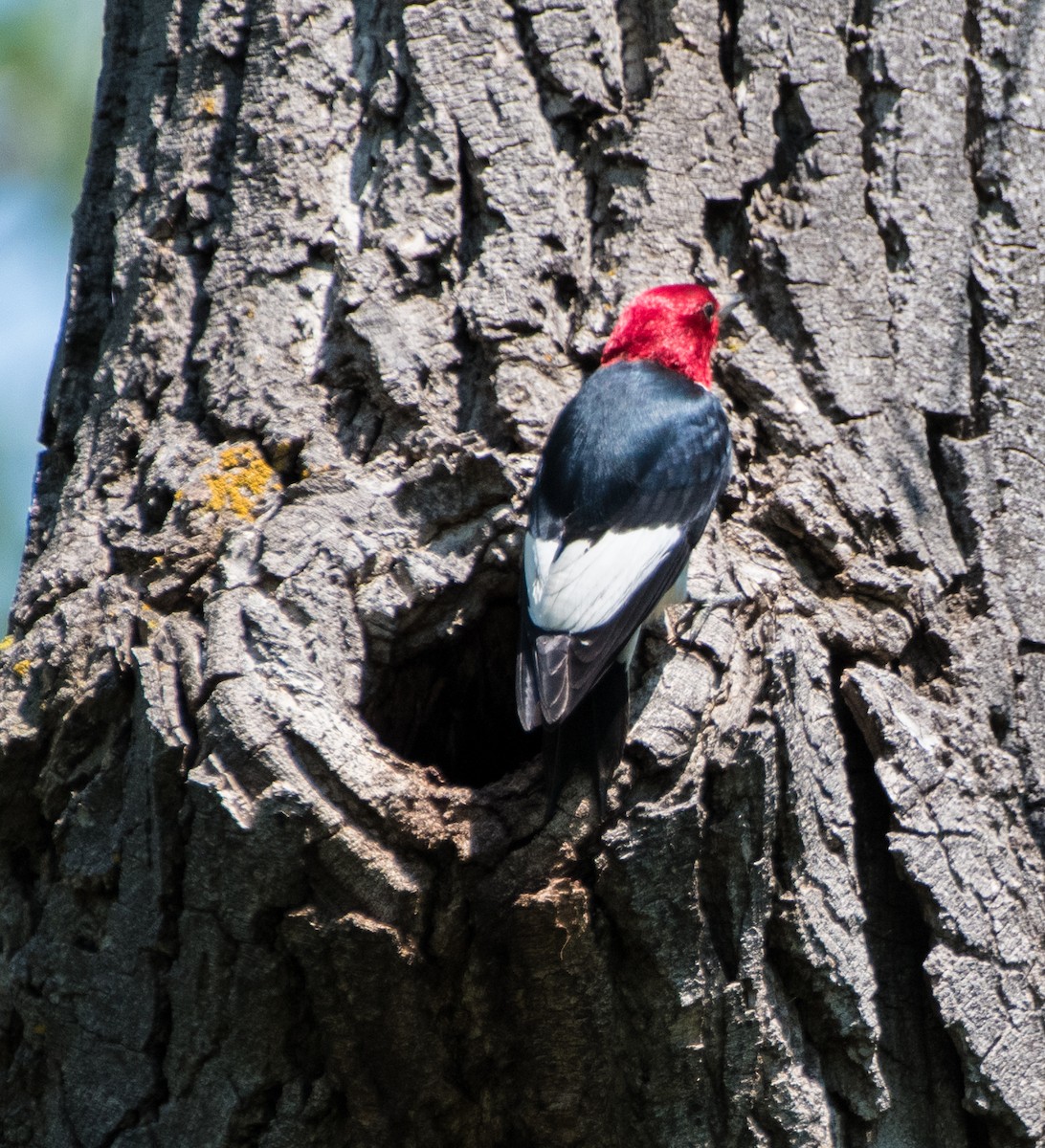 Red-headed Woodpecker - ML621555941
