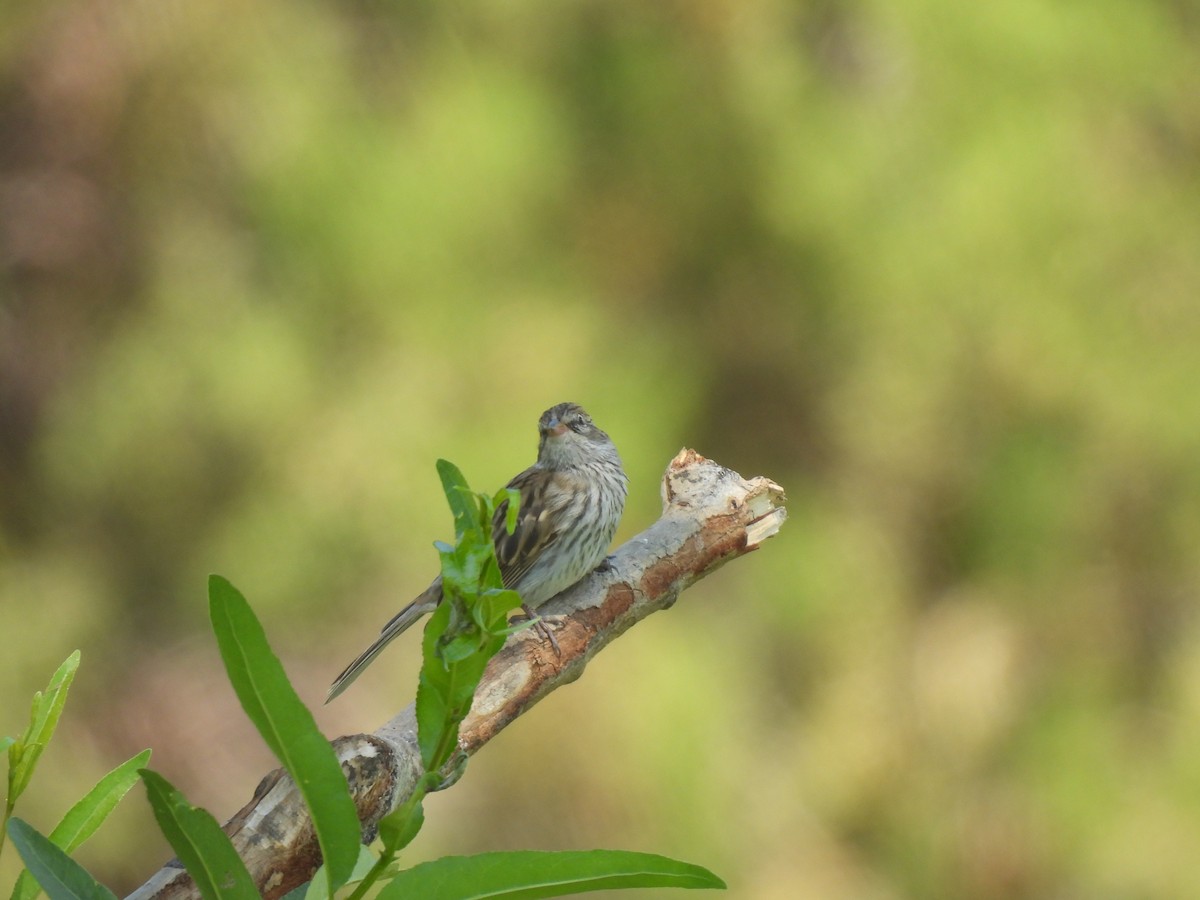 Chipping Sparrow - ML621555950