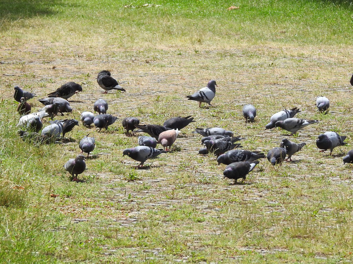 Rock Pigeon (Feral Pigeon) - ML621555956