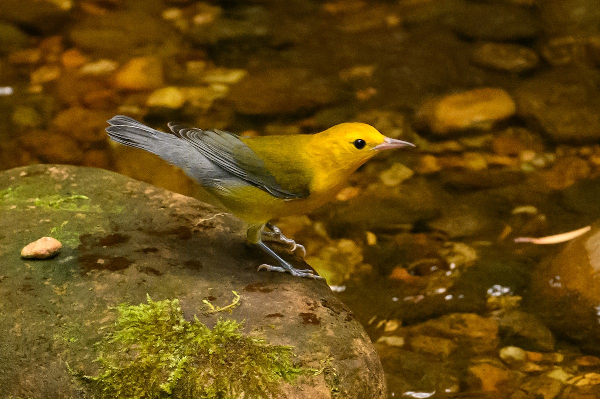 Prothonotary Warbler - ML621555963