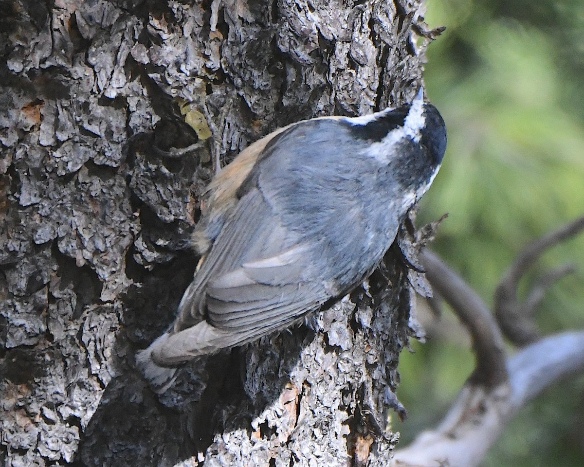 Red-breasted Nuthatch - ML621555966