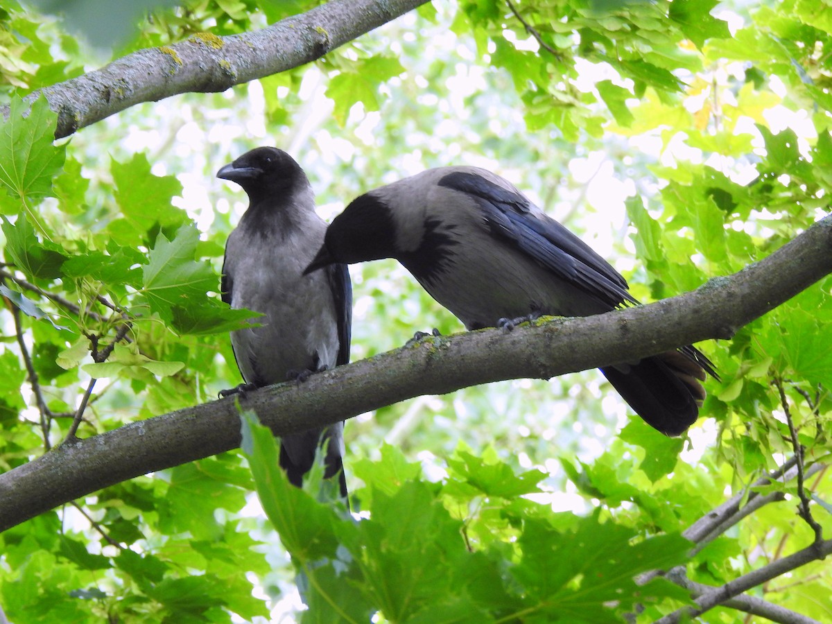 Hooded Crow - ML621555986
