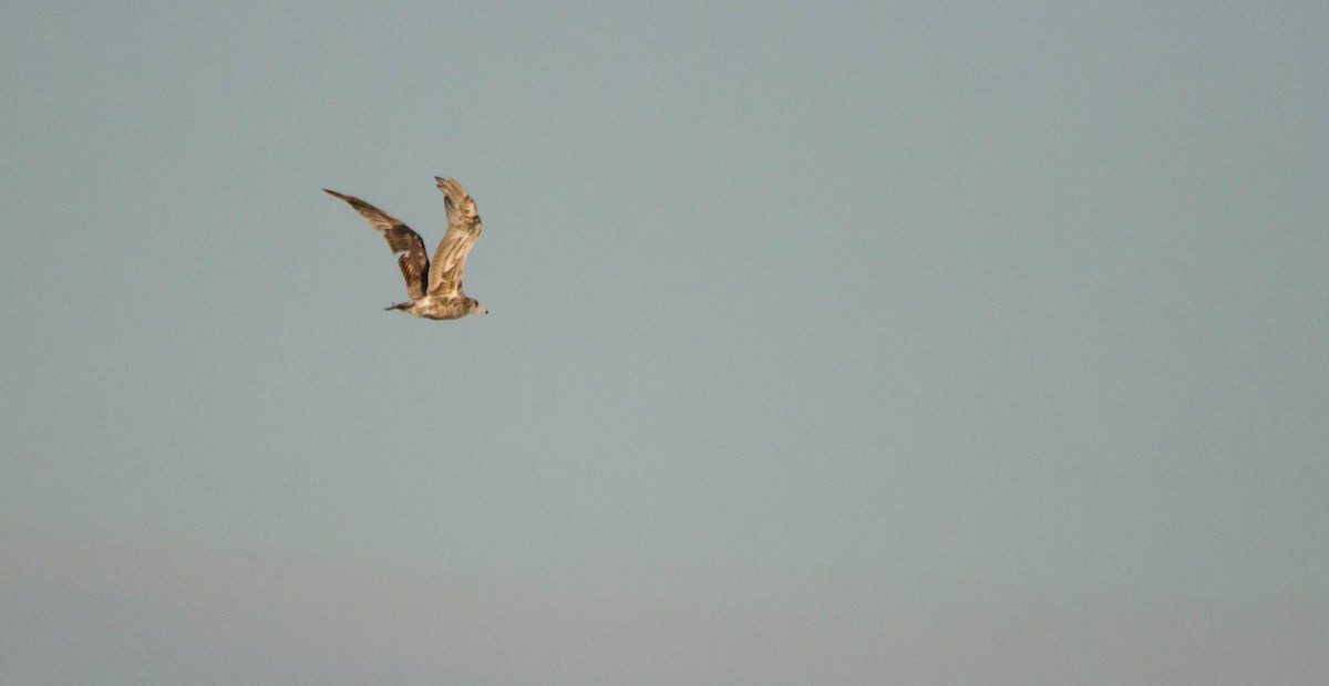 California Gull - ML621556029