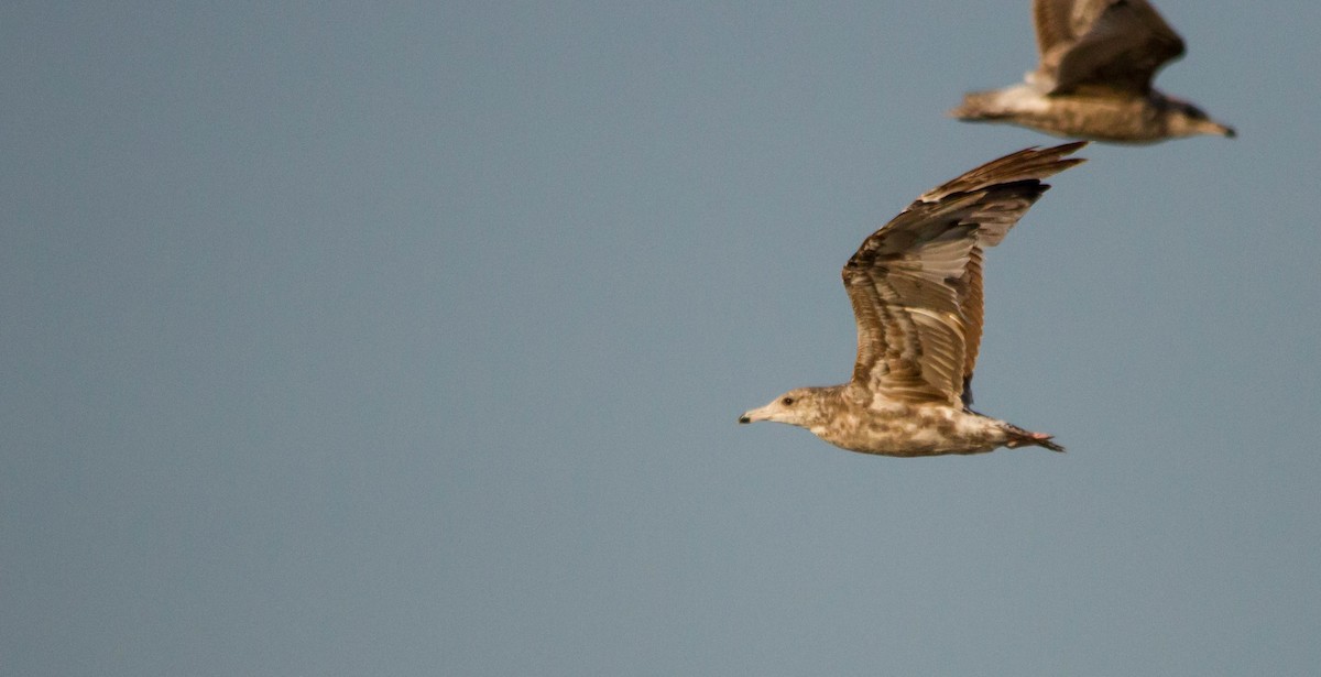 California Gull - ML621556030