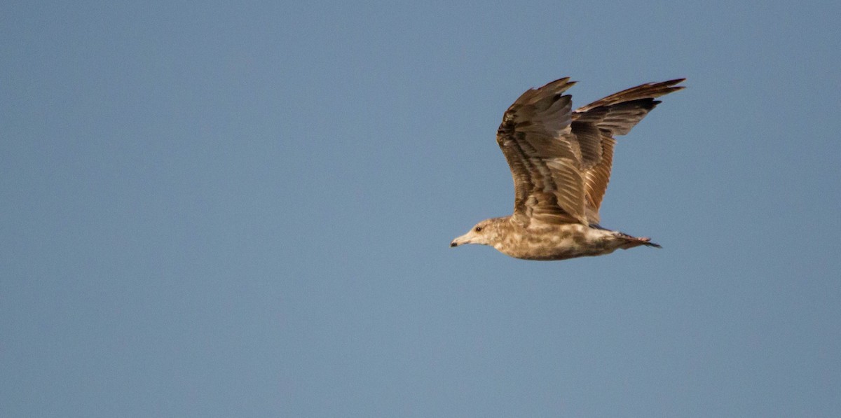 California Gull - ML621556031