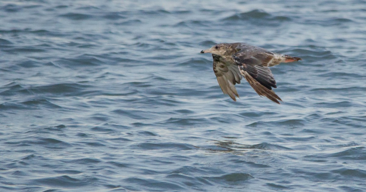 California Gull - ML621556032