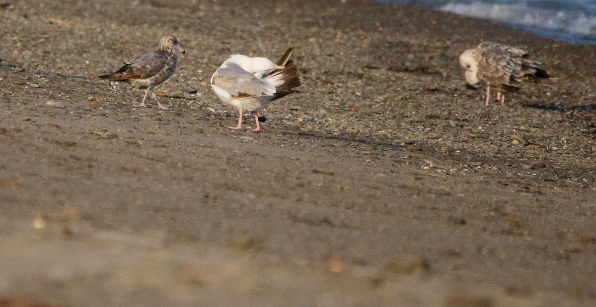 California Gull - ML621556033