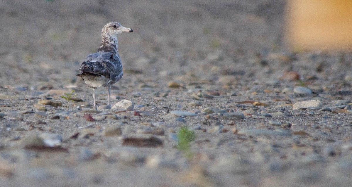 California Gull - ML621556034