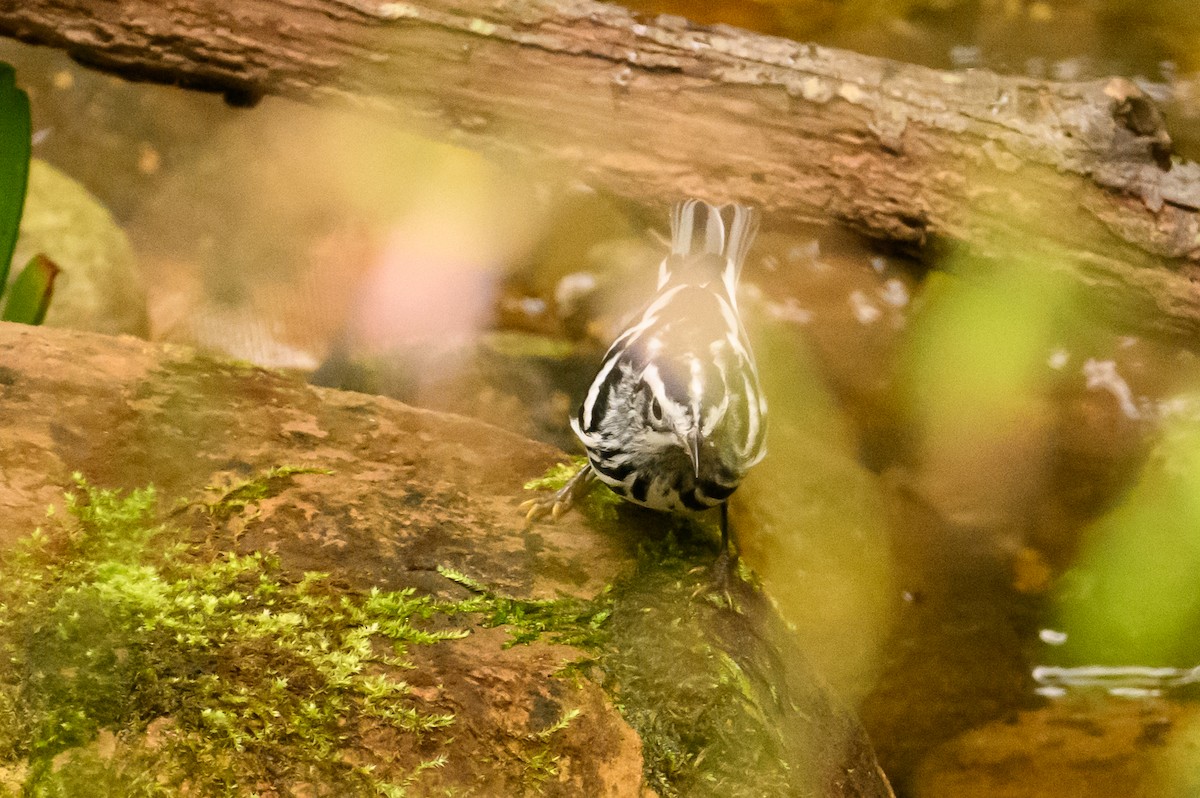 Black-and-white Warbler - ML621556036