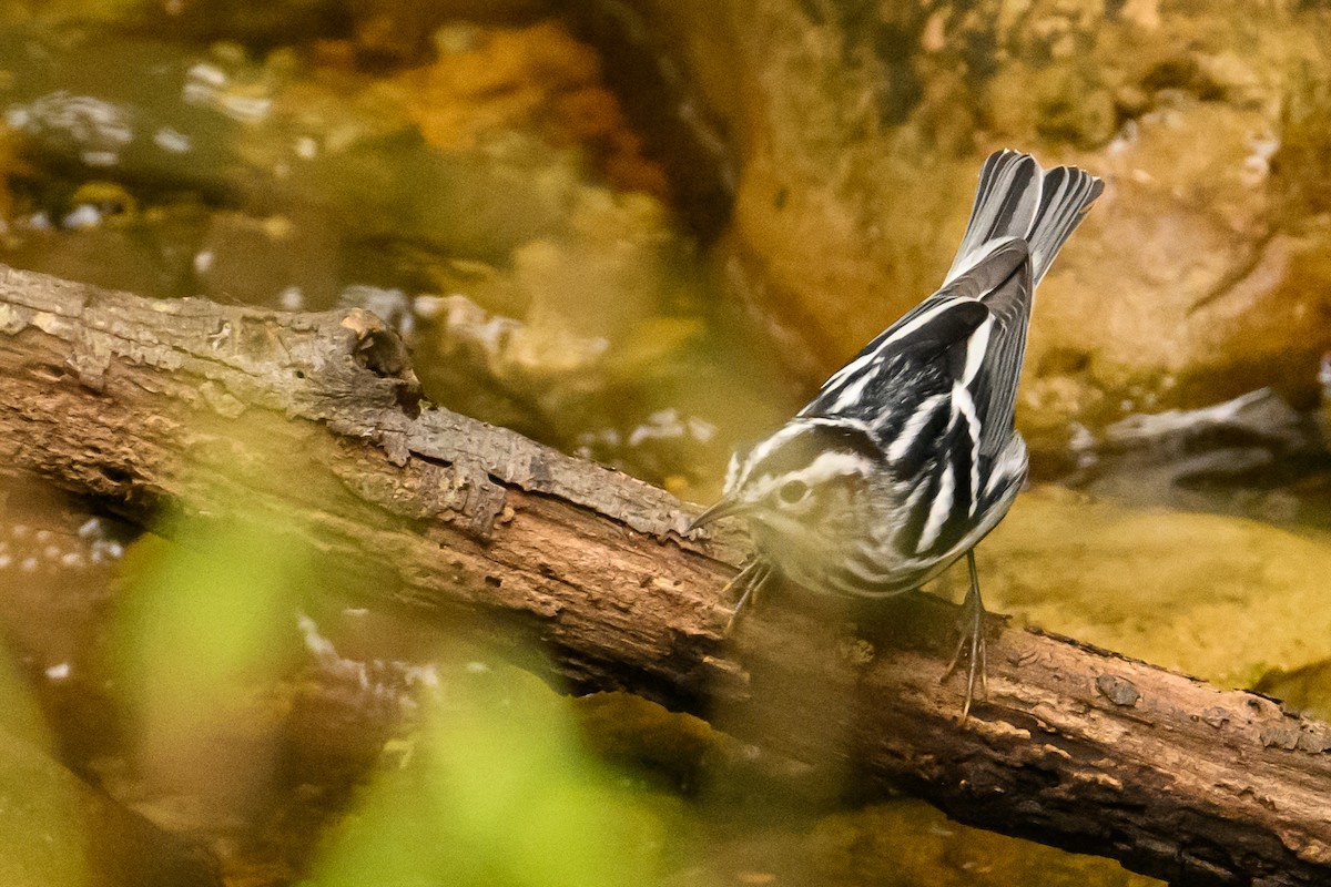 Black-and-white Warbler - ML621556037