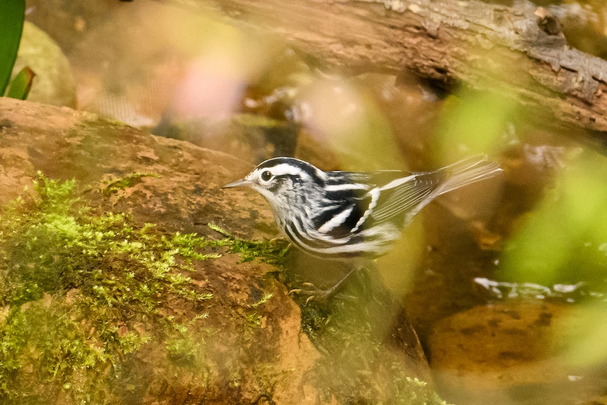 Black-and-white Warbler - ML621556038