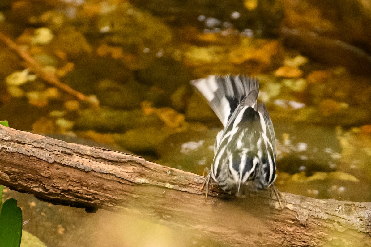 Black-and-white Warbler - ML621556039
