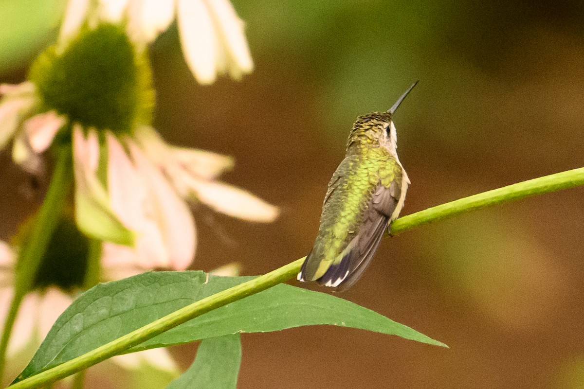 Ruby-throated Hummingbird - ML621556047