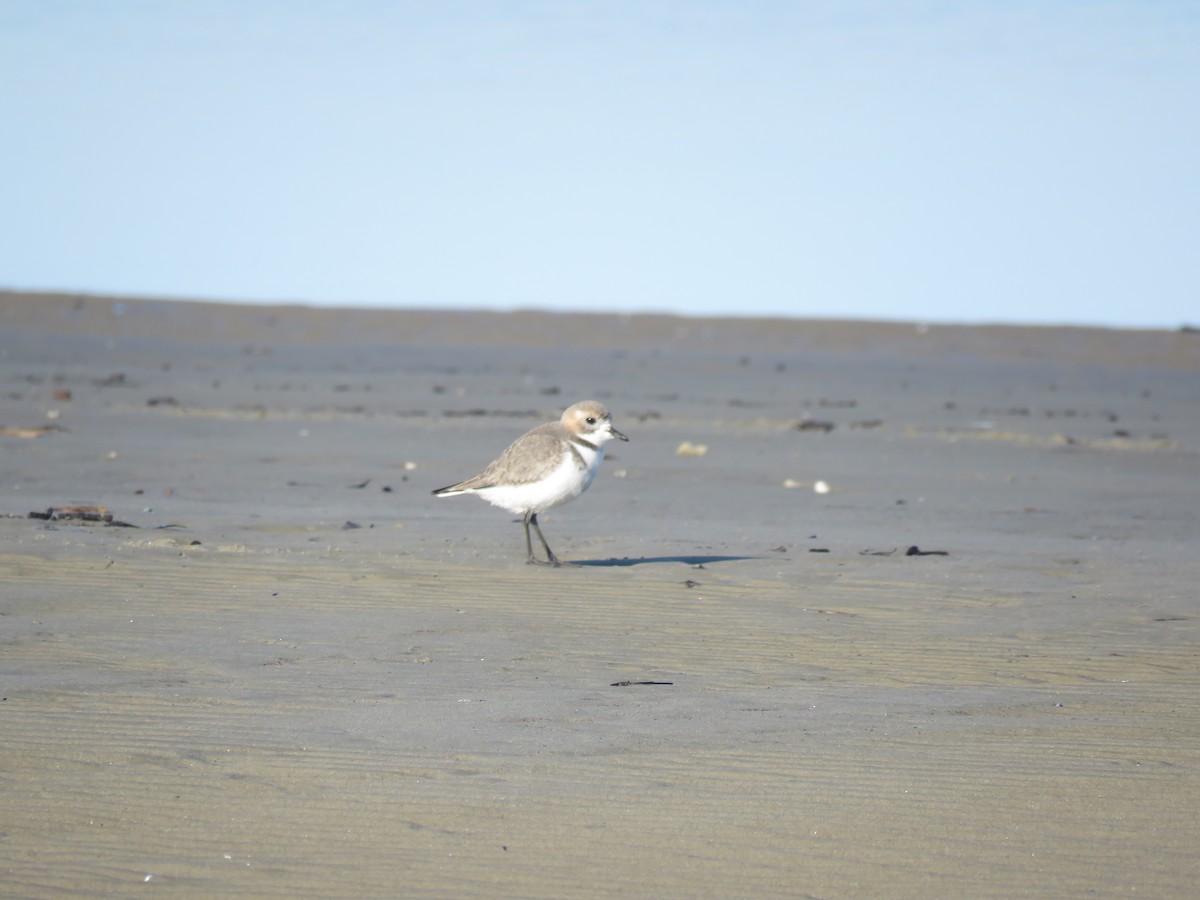 Two-banded Plover - ML621556062