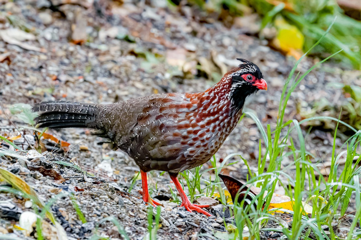 Long-tailed Wood-Partridge - ML621556270