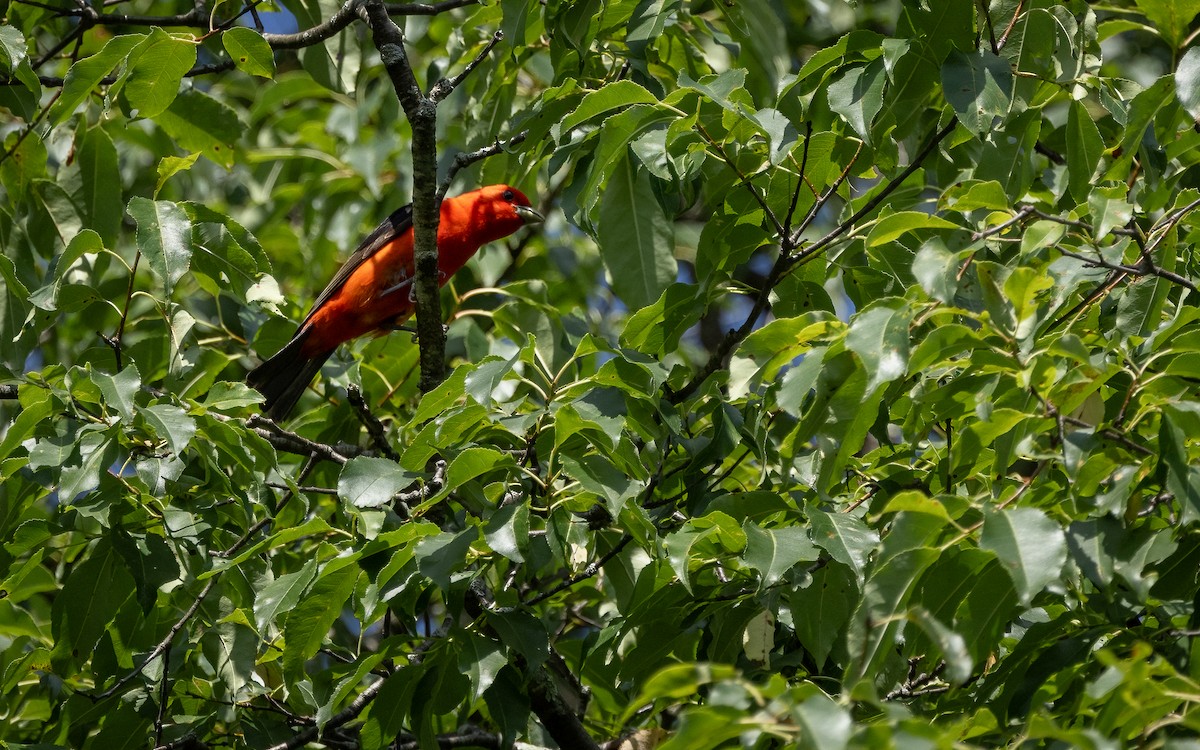 Scarlet Tanager - ML621556271