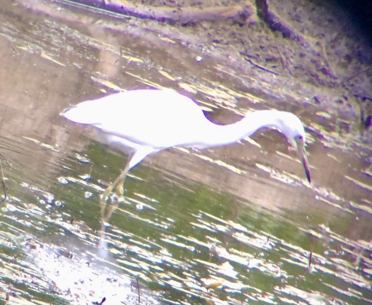 Little Blue Heron - ML621556363